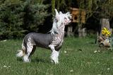 CHIEN NU CHINOIS 066